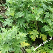 japanese-mugwort-yomogi