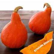 Japanese red kuri squash