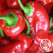 jimmy-nardello-pepper