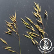 juan-triticale