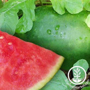 kleckleys-sweet-watermelon-seeds