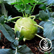 kohlrabi-seeds-superschmelz-giant-white