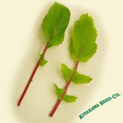 leaf-radish-seeds-saisai-purple-hybrid