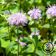 lemon-bergamot-seeds-monarda-fistulosa