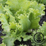 lettuce-crisphead-great-lakes-118-seeds