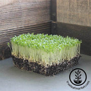 lettuce-crisphead-hanson-improved-microgreens-seeds
