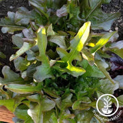 lettuce-leaf-bronze-guard-seeds