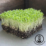 lettuce-leaf-grand-rapids-microgreens-seeds