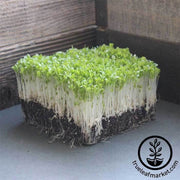 lettuce-leaf-ruby-red-microgreens-seeds
