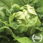 lettuce little gem