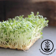 lettuce-parris-island-cos-microgreens-seeds