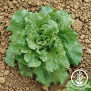 lettuce-seeds-batavian-nevada