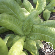 lettuce-seeds-butterhead-butter-king