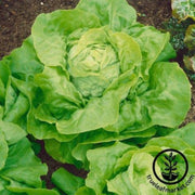 lettuce-seeds-butterhead-capitaine