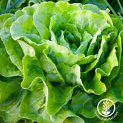 lettuce-seeds-butterhead-kagraner-sommer