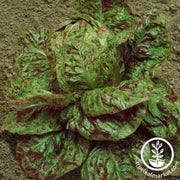 lettuce-seeds-butterhead-speckles