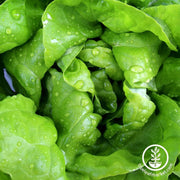 lettuce-seeds-butterhead-way-a-head