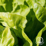 lettuce-seeds-butterhead-white-boston-Comp