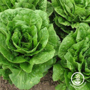lettuce-seeds-crisphead-blonde-de-paris