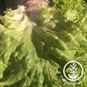 lettuce-seeds-crisphead-new-york-12