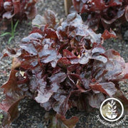 lettuce-seeds-leaf-ashley