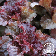 lettuce-seeds-leaf-flame