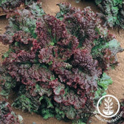 lettuce-seeds-leaf-gabriella