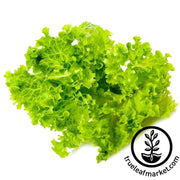 lettuce-seeds-leaf-lollo-bionda