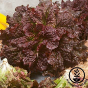 lettuce-seeds-leaf-merlot