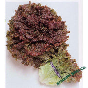 lettuce-seeds-leaf-new-red-fire