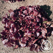 lettuce-seeds-leaf-oakleaf-red