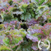 lettuce-seeds-leaf-prizehead-organic