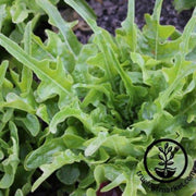 lettuce-seeds-leaf-royal-oakleaf