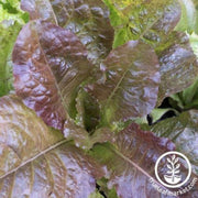 lettuce-seeds-leaf-rubin