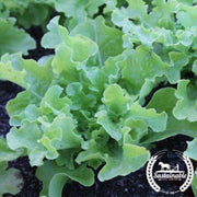 lettuce-seeds-leaf-salad-bowl-green-organic-Comp