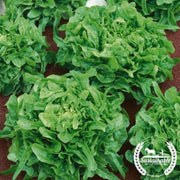 lettuce-seeds-leaf-sandy-aas-organic
