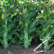 lettuce-seeds-pointed-taiwan-sword-leaf