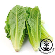 lettuce-seeds-romaine-cos-petite-rouge