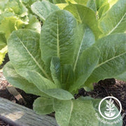 lettuce-seeds-romaine-darlene