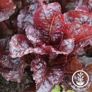 lettuce-seeds-romaine-iya-sol