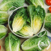 lettuce-seeds-romaine-little-caesar-organic