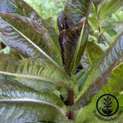 lettuce-seeds-romaine-silvia