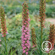 liatris-spiked-gayfeather-seeds