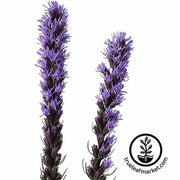 liatris-z-scape-flower-seeds