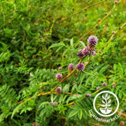 licorice-seeds