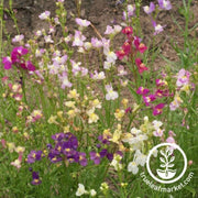 linaria-seeds-spurred-snapdragon-northern-lights