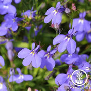 lobelia-crystal-palace-flower-seeds