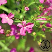 lobelia-rosamond-flower-seeds
