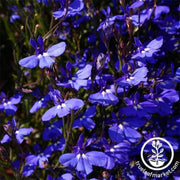 lobelia-sapphire-flower-seeds