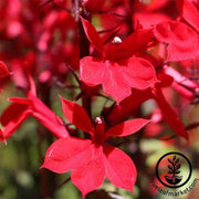 lobelia-vulcan-red-seeds